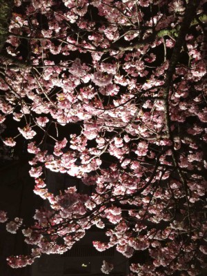 糸川夜桜